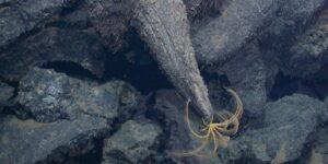 Axial Seamount