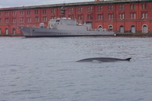 Balenottera Napoli