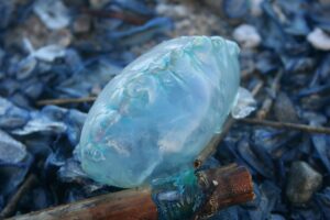 Caravella portoghese