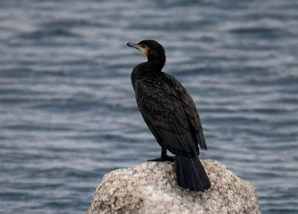 Cormorano