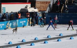 Husky Olimpiadi Milano Cortina