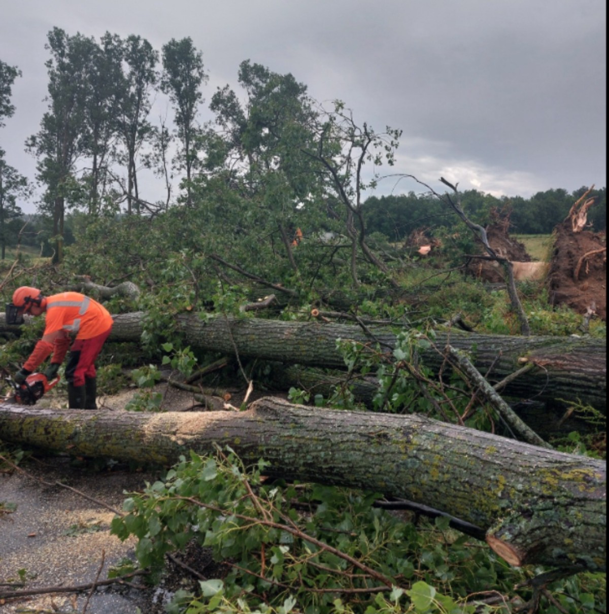 Maltempo Francia alberi 