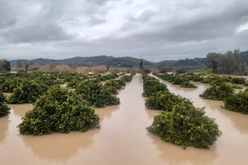 Maltempo Grecia danni agricoltura
