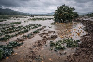 Maltempo agricoltura