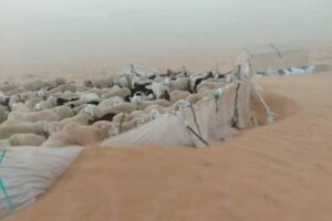 Tempesta di sabbia Algeria