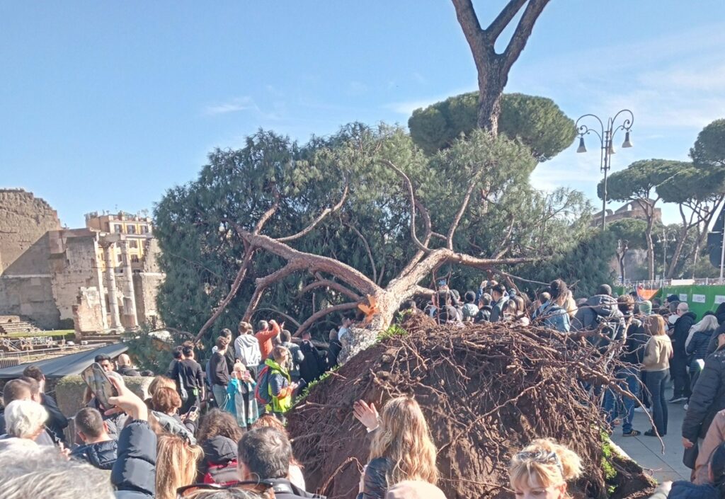 albero caduto roma