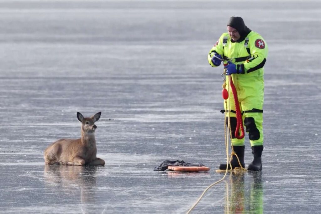 cervo lago ghiacciato