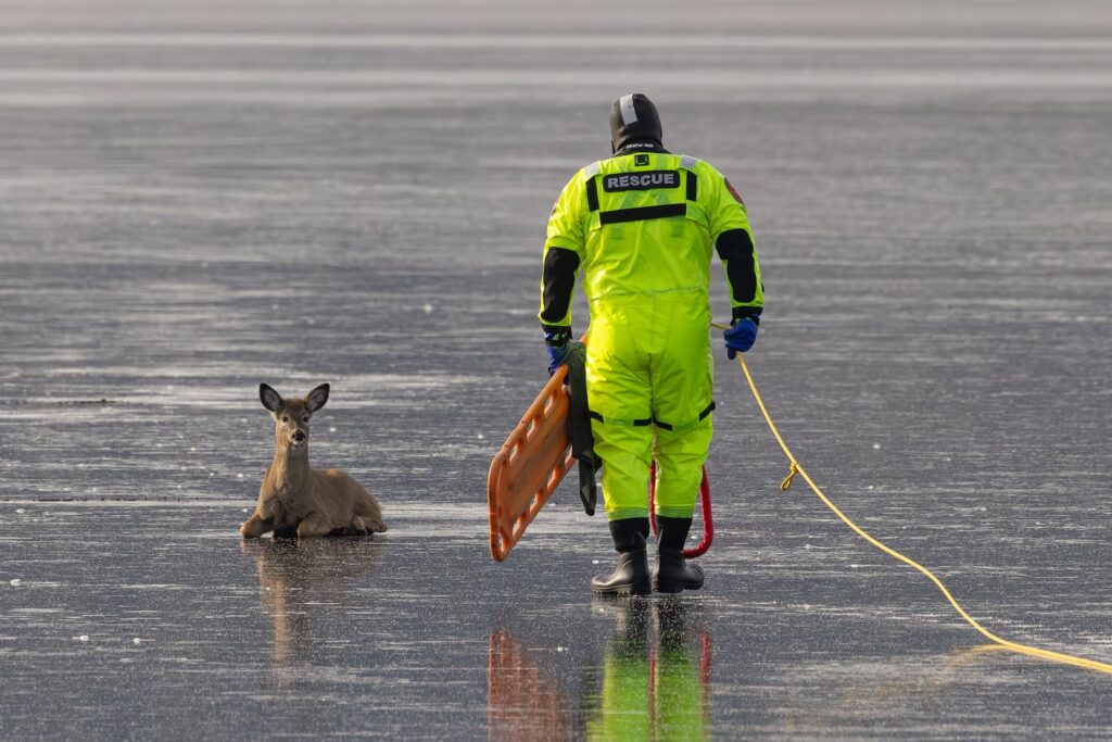 cervo lago ghiacciato