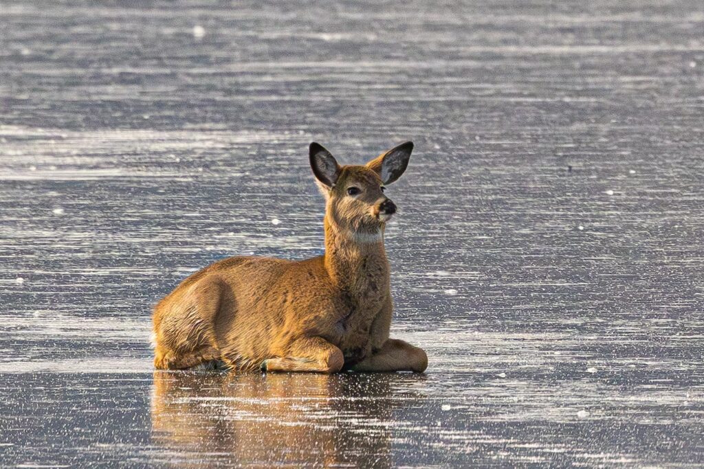 cervo lago ghiacciato