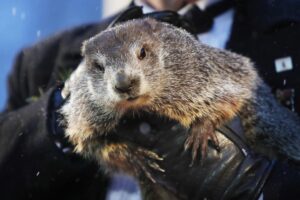 Punxsutawney Phil giorno marmotta