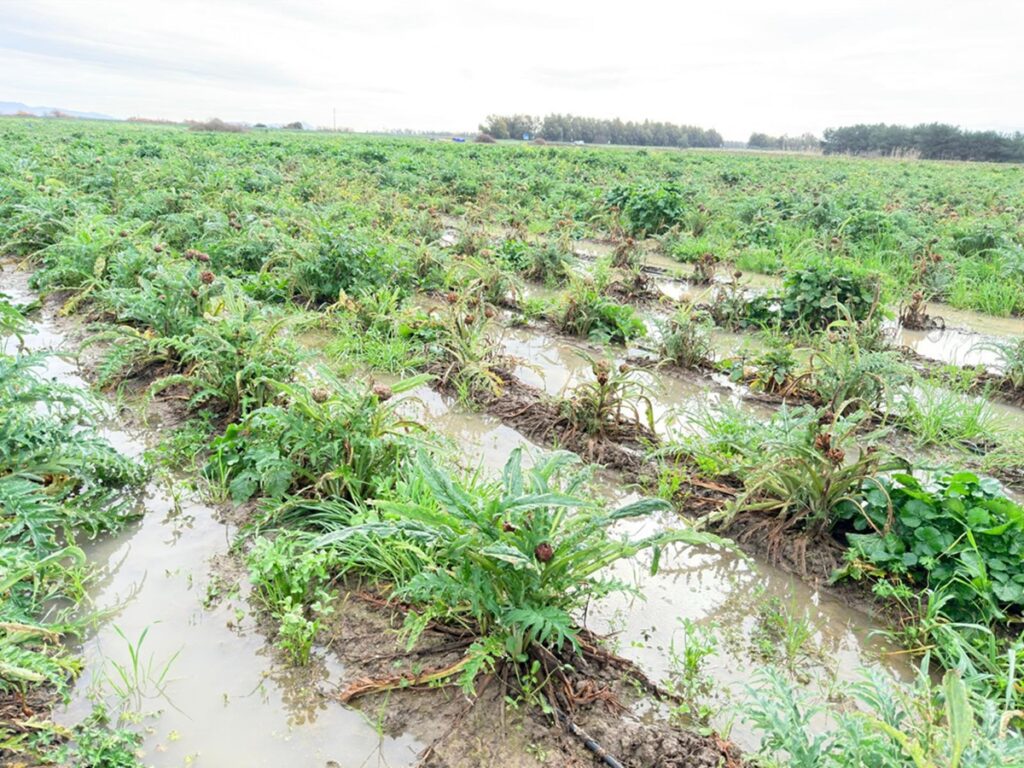 maltempo agricoltura sardegna