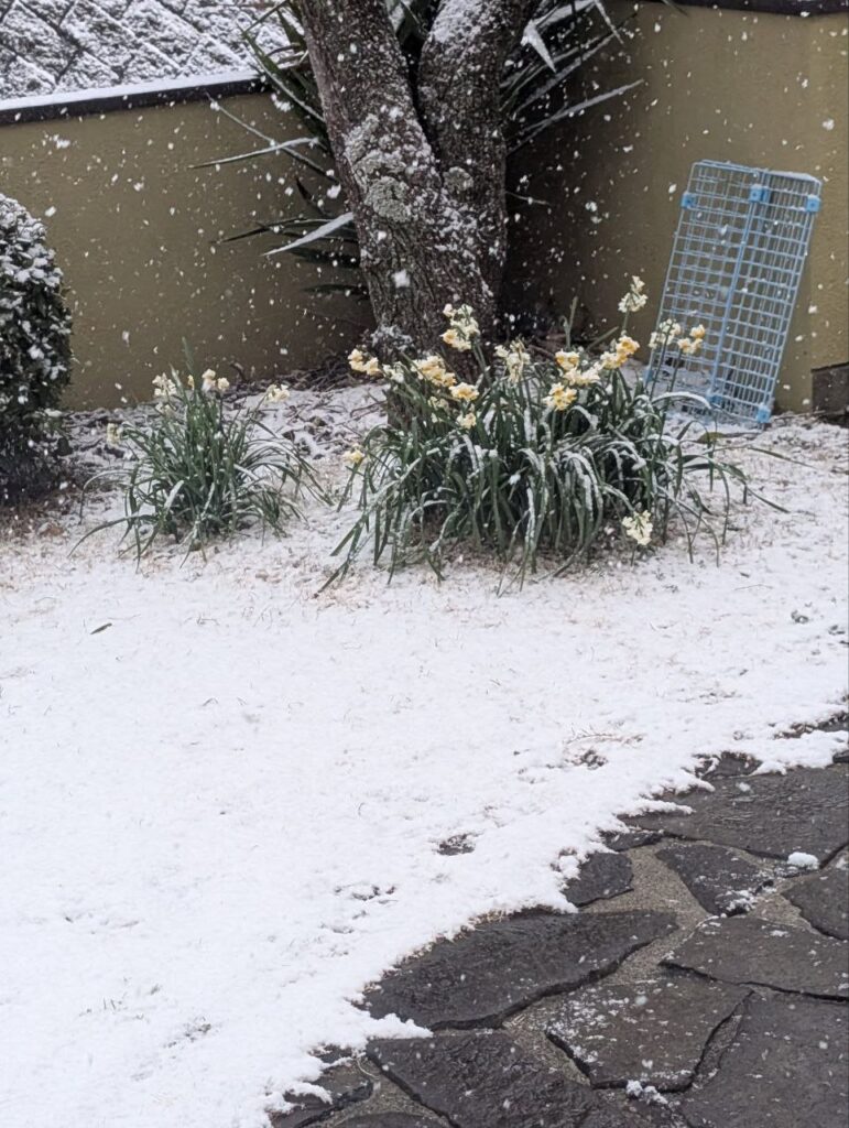 neve giappone