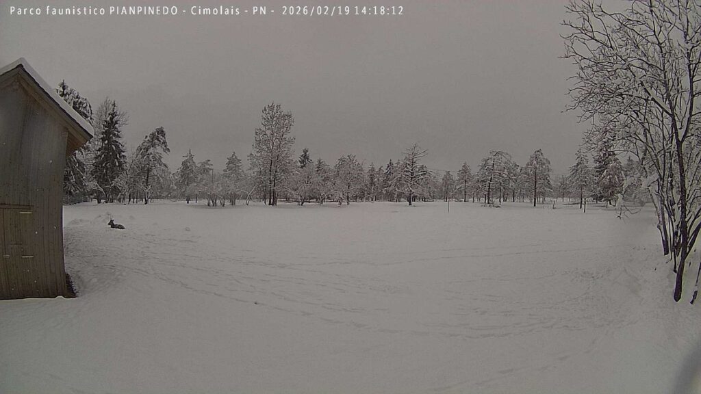 neve friuli