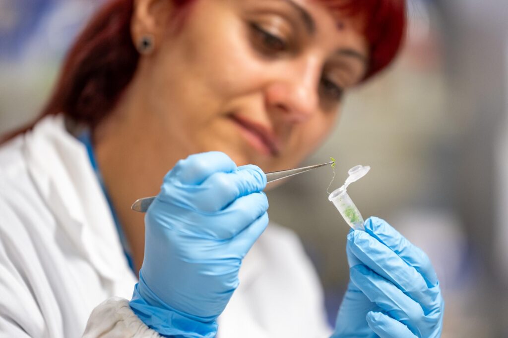 pianta bioibrida ricerca laboratorio