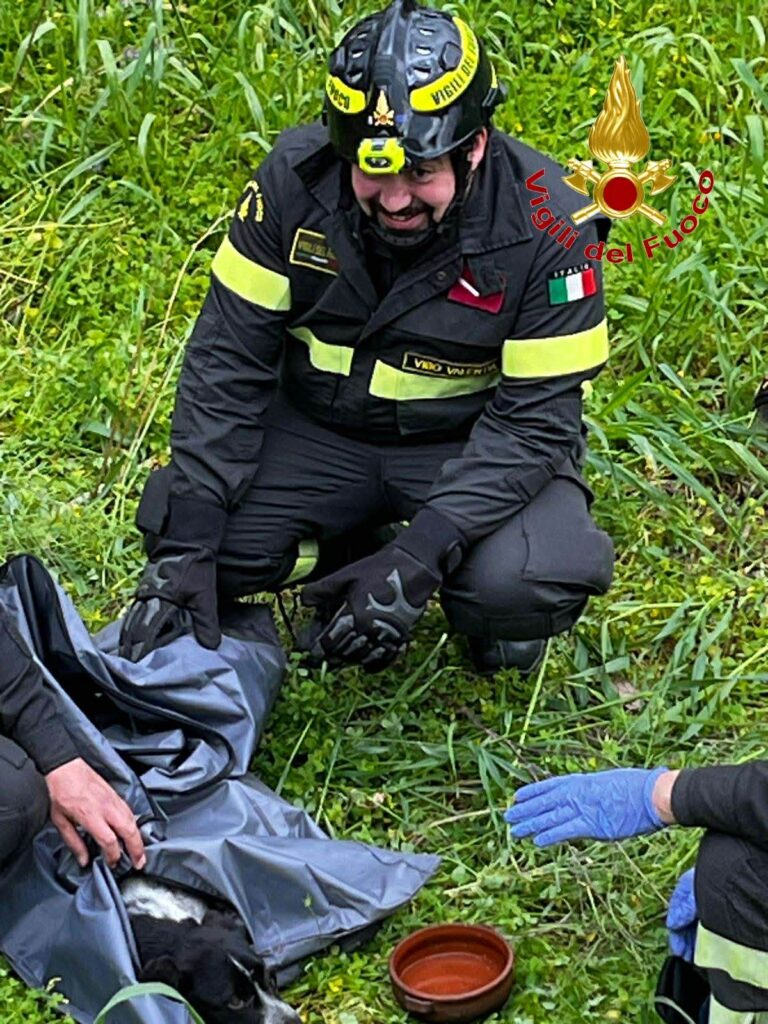 Cane Soccorso