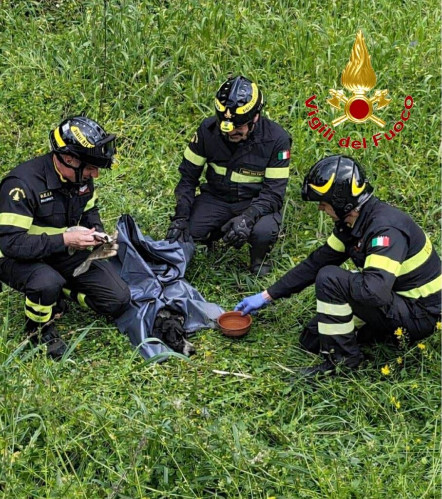 Cane Soccorso
