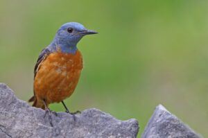 Codirossone-fianchi-rossi