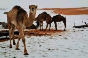 Neve Algeria deserto