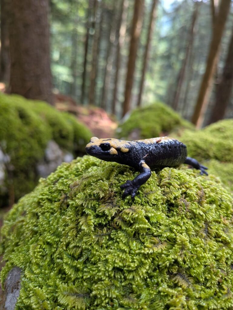 Salamandra Aurora