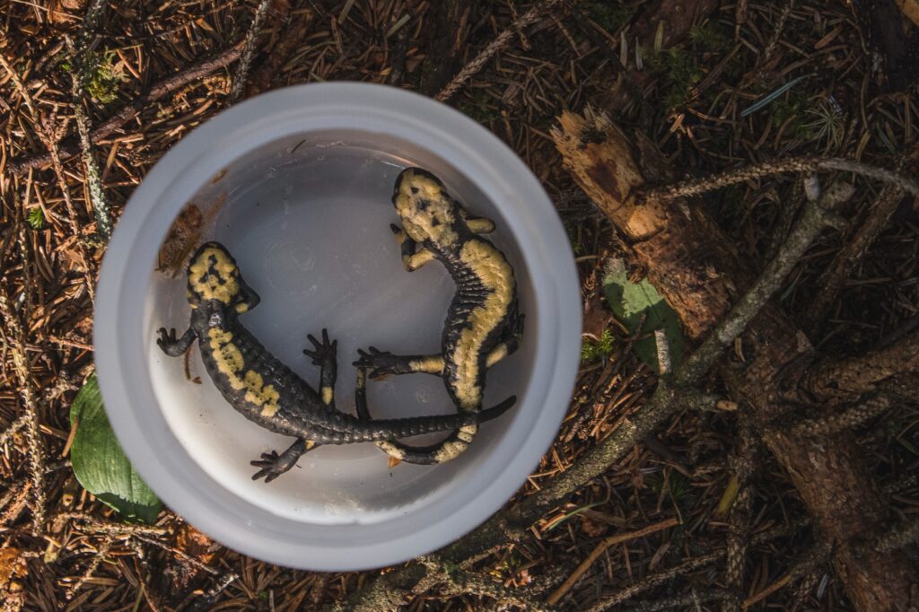 Salamandra Aurora