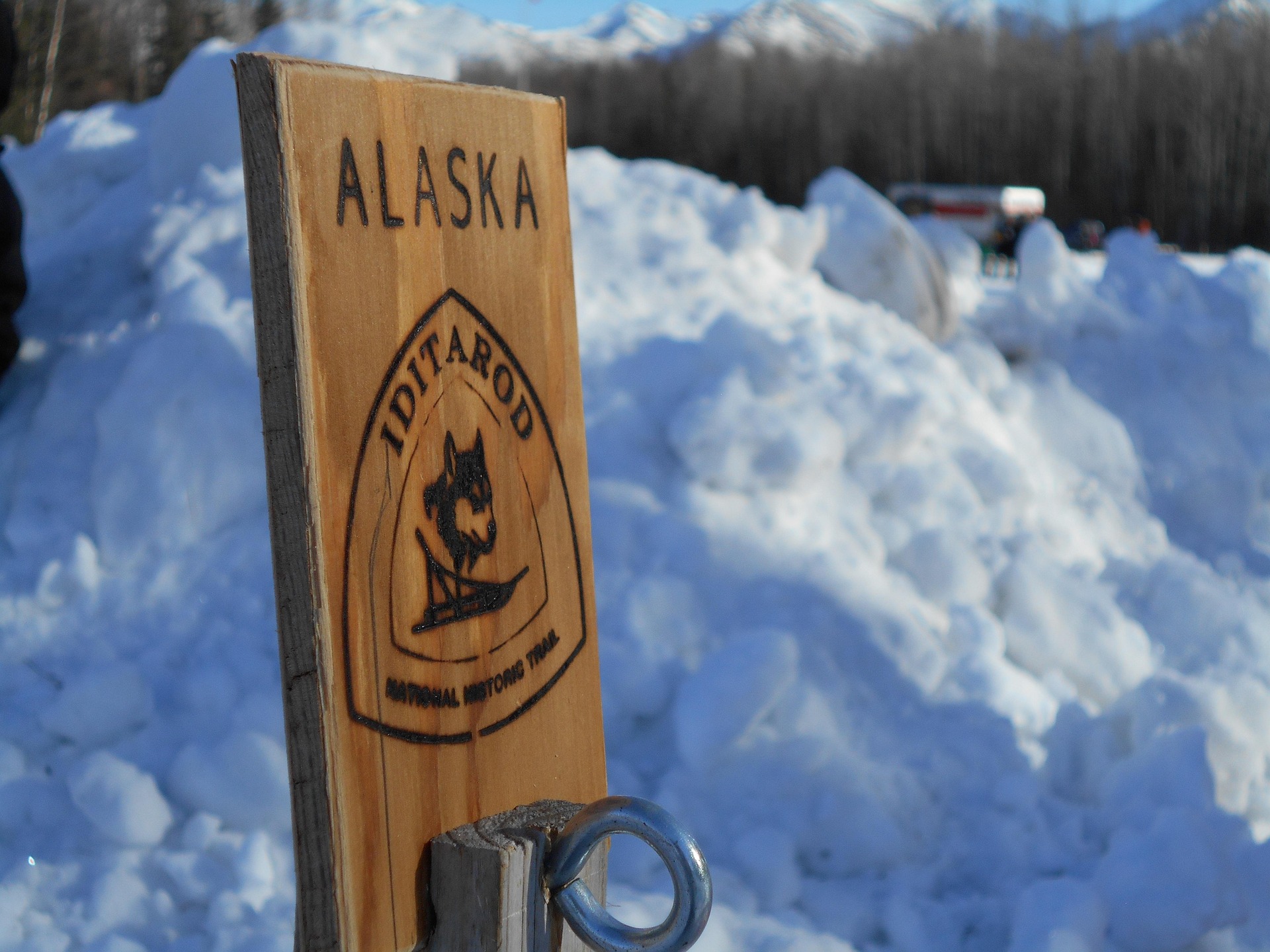 alaska iditarod corsa cani