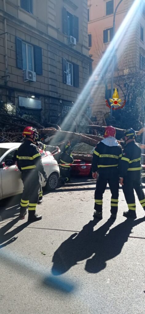 crollo albero roma