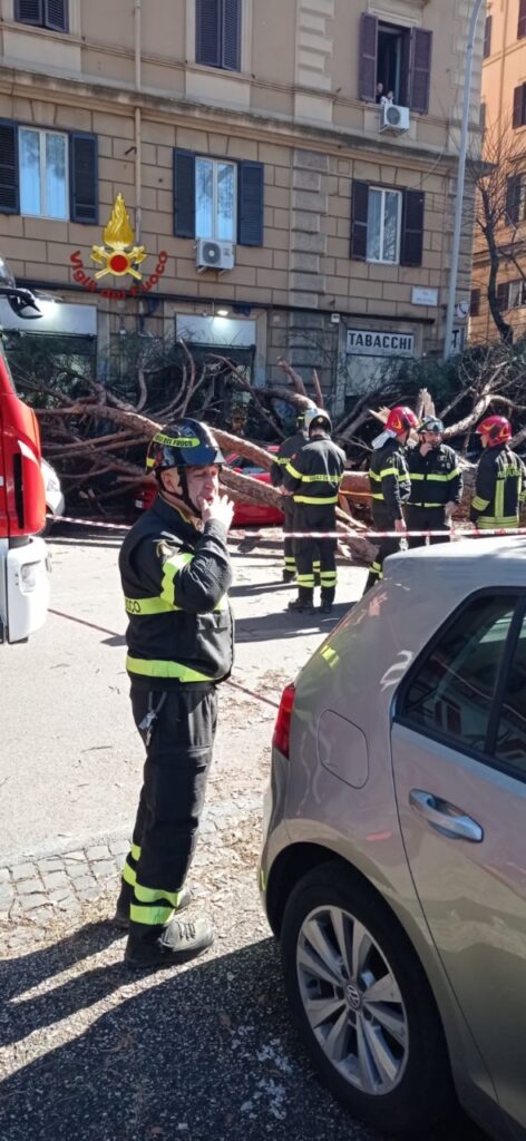 crollo albero roma