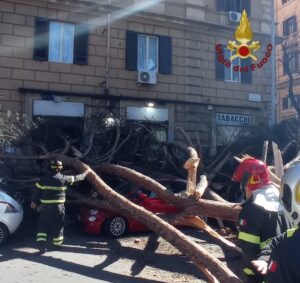 crollo albero roma