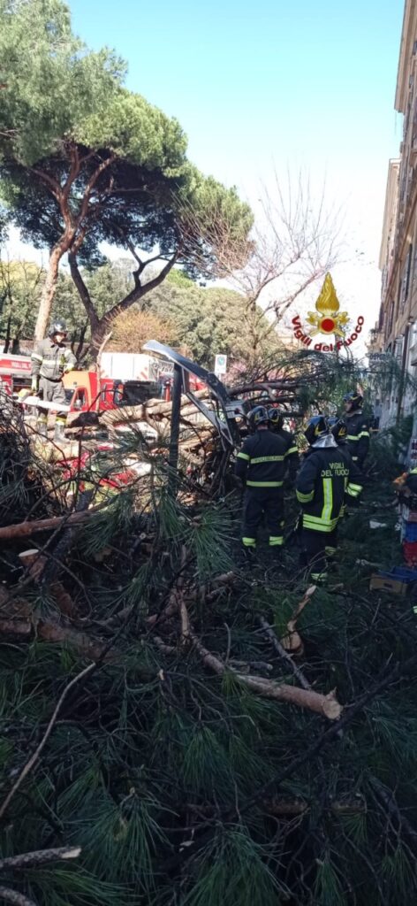 crollo albero roma