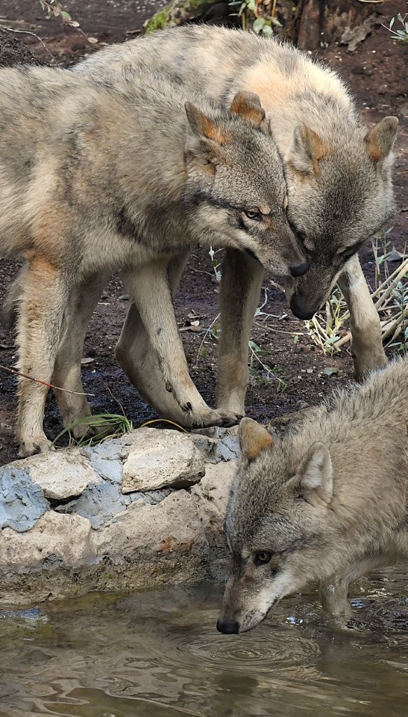 lupi bioparco roma