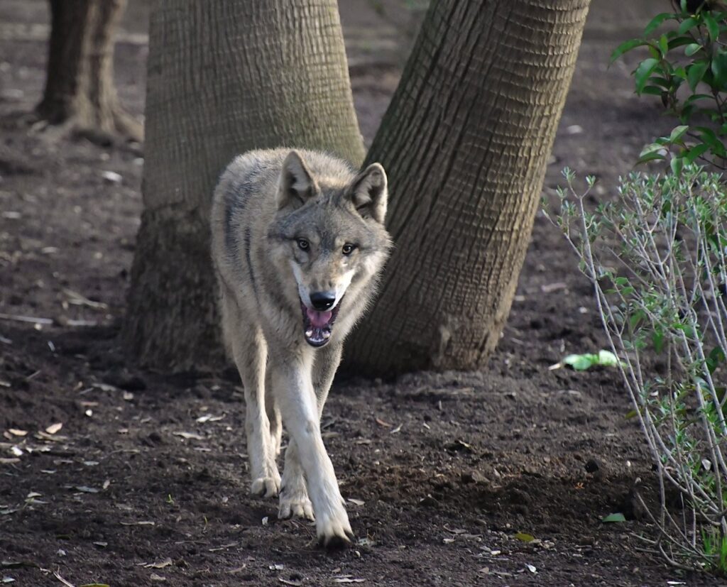 lupi bioparco roma