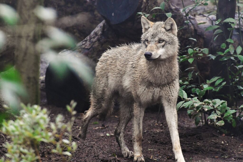 lupi bioparco roma
