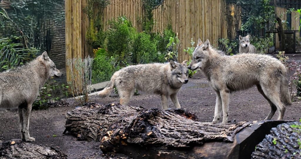 lupi bioparco roma
