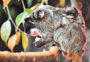 nascita due gemelli di tamarino imperatore al Bioparco