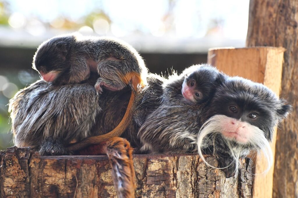 nascita due gemelli di tamarino imperatore al Bioparco