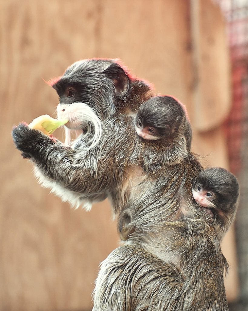 nascita due gemelli di tamarino imperatore al Bioparco