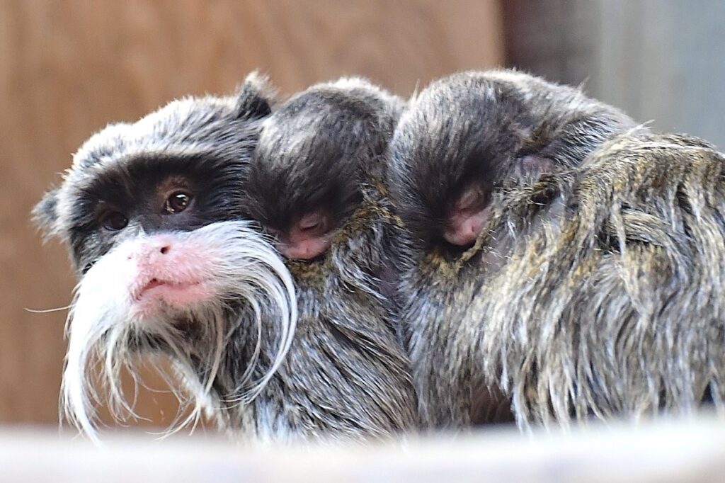 nascita due gemelli di tamarino imperatore al Bioparco