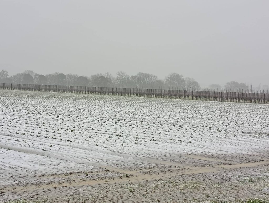 neve Boncellino di Bagnacavallo emilia romagna