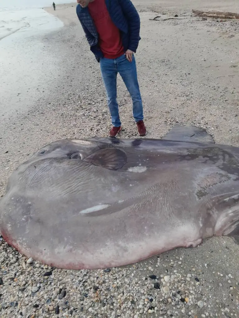 pesce luna spiaggiato ravenna