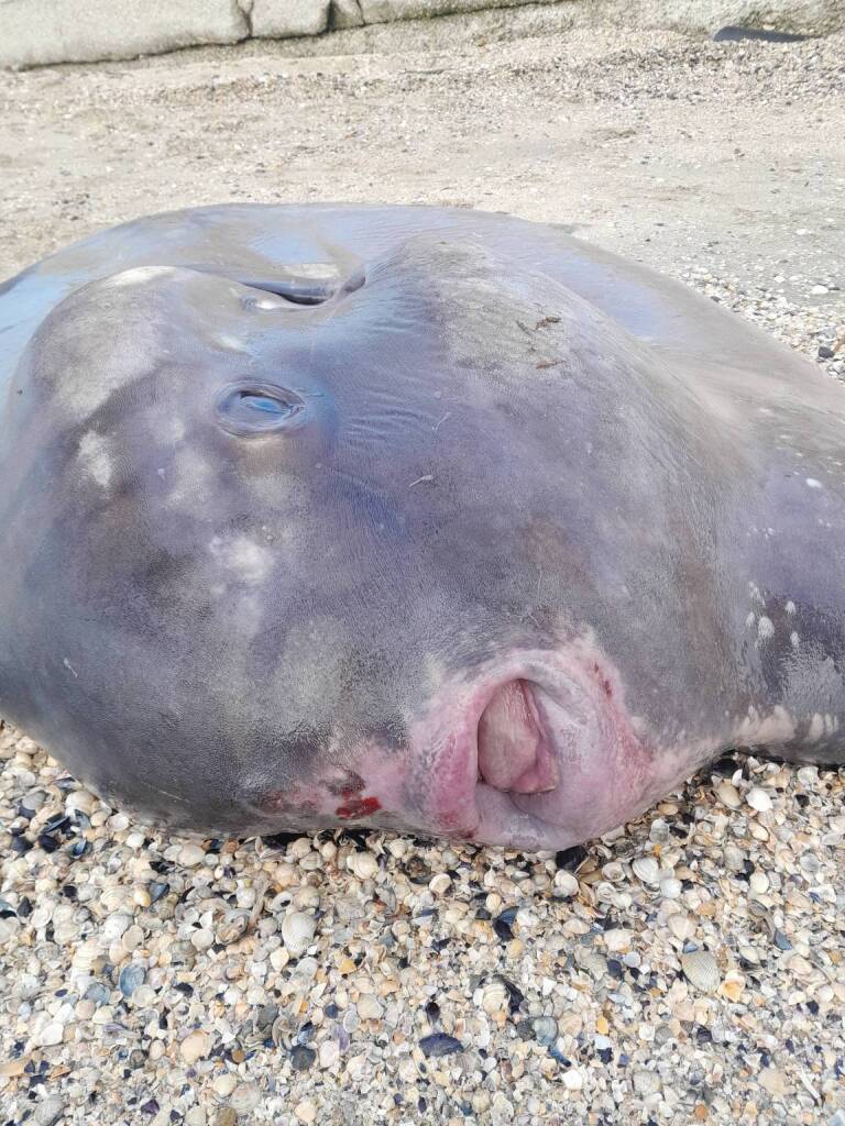 pesce luna spiaggiato ravenna