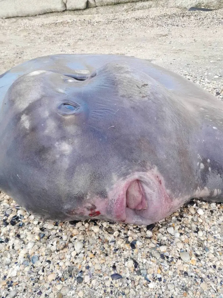 pesce luna spiaggiato ravenna