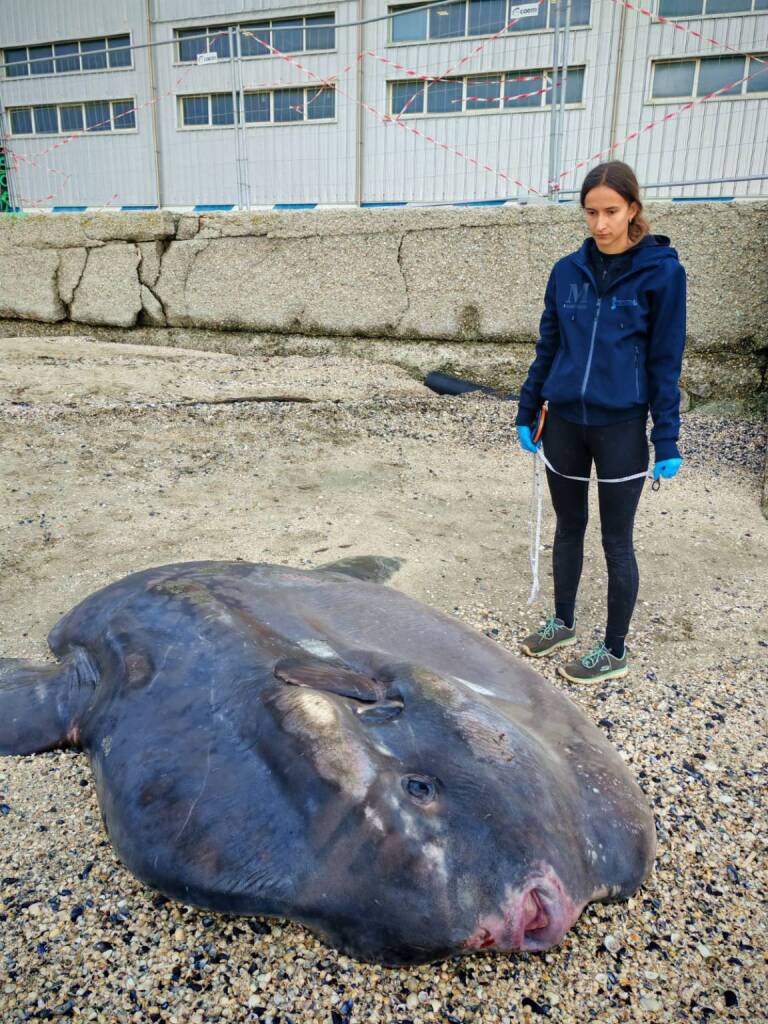 pesce luna spiaggiato ravenna