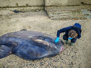 pesce luna spiaggiato ravenna