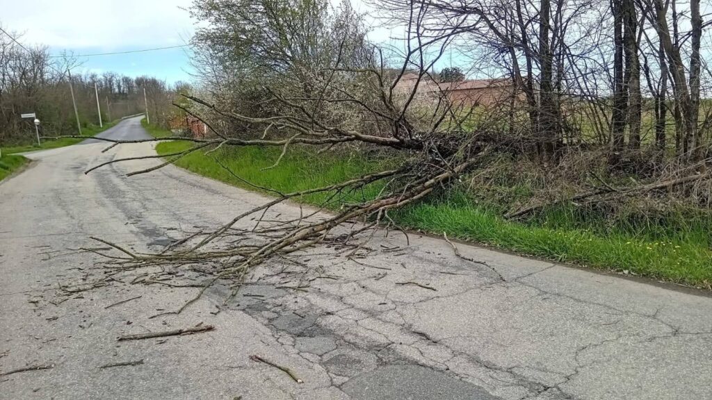 vento albero