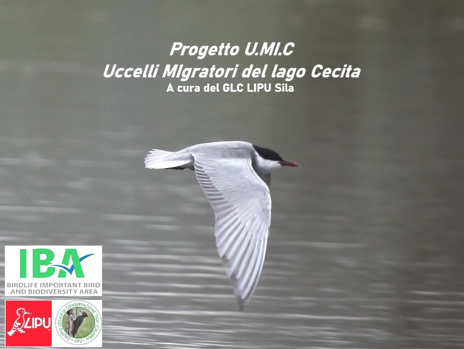 progetto UMIC SILA