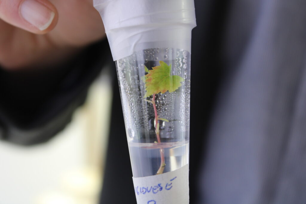 Al Vinitaly, la prima esperienza di vitigno di Sangiovese coltivato con le Tea