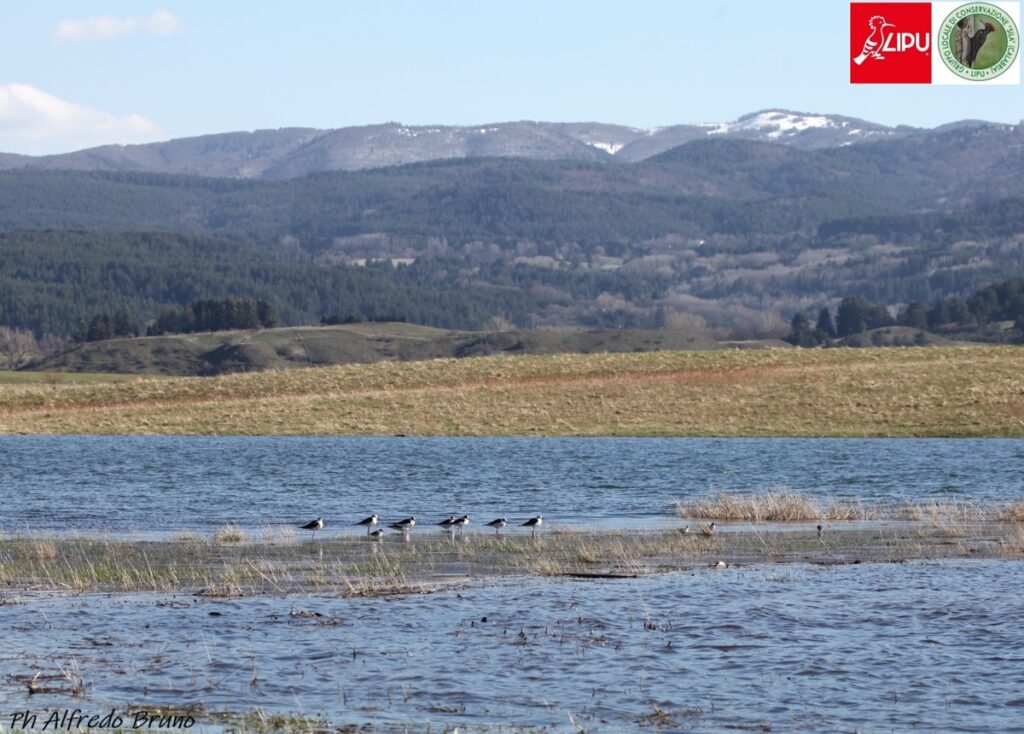 Cavaliere d'Italia -