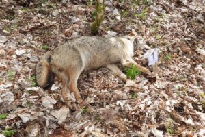 Lupi morti Parco Abruzzo