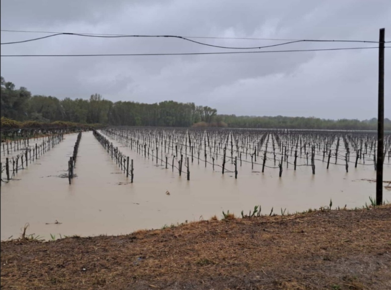 Maltempo Abruzzo vigneti 