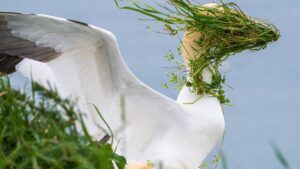 Nikon Comedy Wildlife Awards